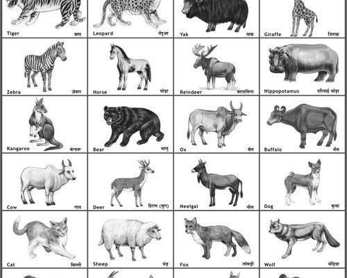 All Animals Name In Hindi And English With Photos image 0