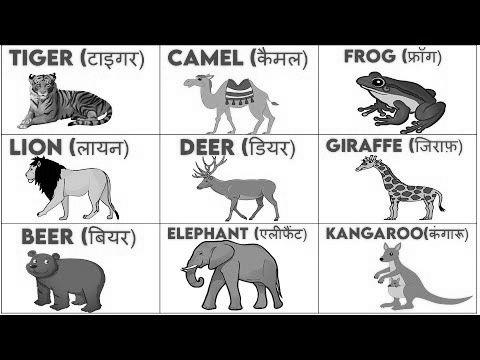 All Animals Name In Hindi And English With Photos image 2