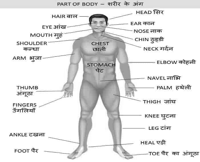 Complete Human Body Parts Name in Hindi with Pictures image 2
