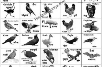 100+ Birds Name in Hindi and English with Images photo 0