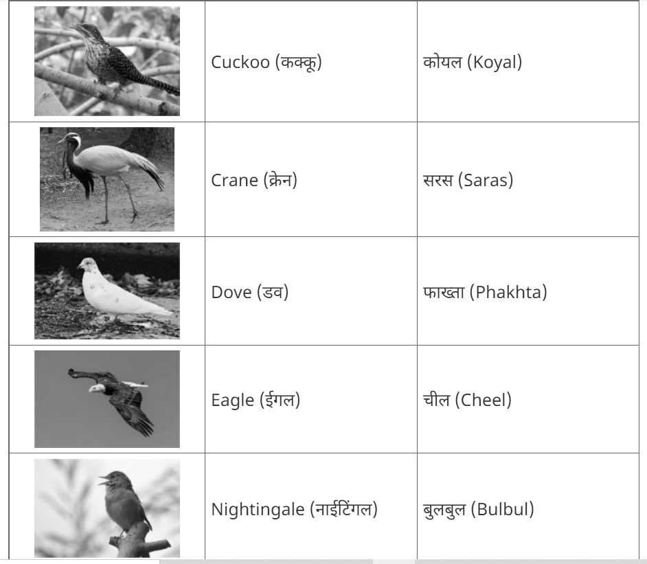 100+ Birds Name in Hindi and English with Images photo 1